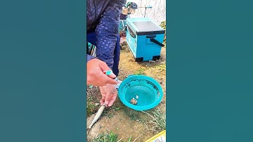 Phần 1: Mẹo xử lý khi cá mương vào phá ổ.tiktok.com/@caucatunhienvp