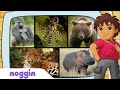 Let&#39;s Learn About The Fiercest Animal w/ Diego | Noggin