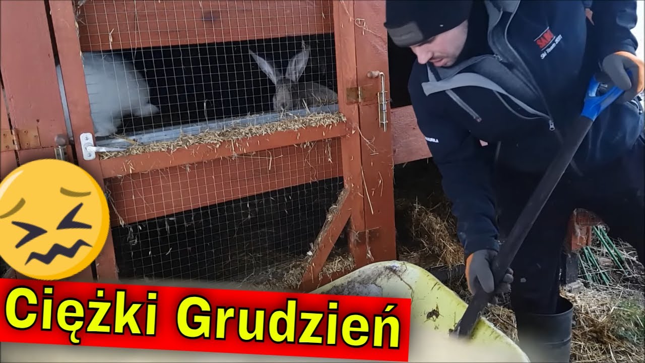 Pech w hodowli mnie nie opuszcza.... | Ostatnie chwile przed śnieżycą.