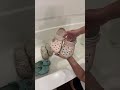 #hilda #video #viral #shorts