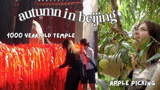 autumn in beijing vlog 🍂 1000 year old temple + apple picking