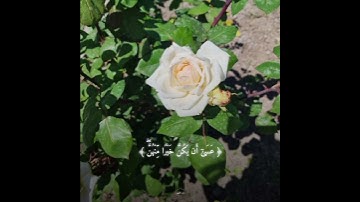 یَـٰۤأَیُّهَا ٱلَّذِینَ ءامنُوا۟ لا یَسۡخَرۡ|| تلاوة مميزة لفضيلة الشيخ الوليد الشمسان #دار_المتقين🤍