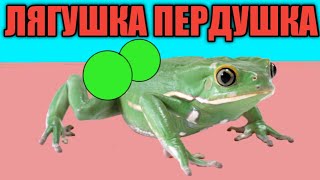 Лягушка Пердушка Картошка Осьминожка Бобёр Ковёр Хомячок Шашлычок