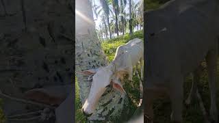 Wow!!! Inject antibiotik pada sapi pasca melahirkan #animals #sapi #shorts