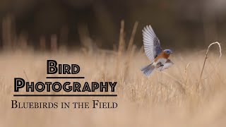 Bird Photography: Photographing Bluebirds and other Thrushes in the Field