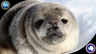 What is special about the Weddell seal? | Polar Science