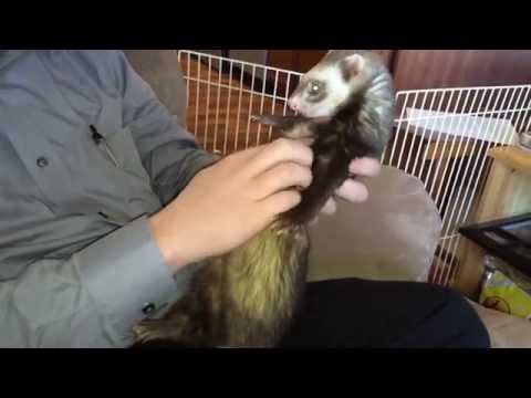 How to Clip Ferret Nails With Ease!