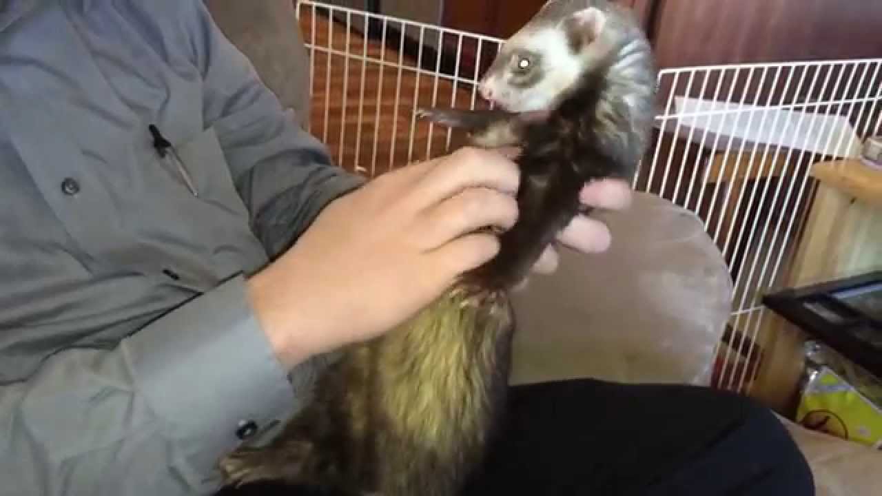 How to Clip Ferret Nails With Ease!