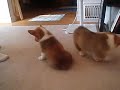 Corgi puppies