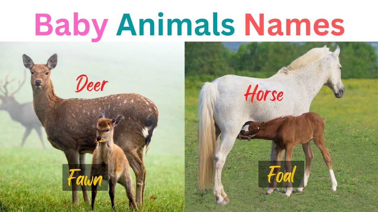 Baby Animals Names, Spelling and Video Animals and their young ones