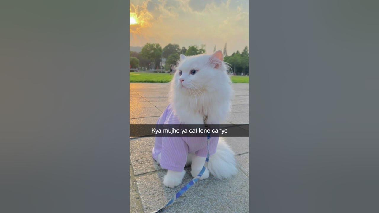 Kya mujhe yah cat kharidna chahie YouTube