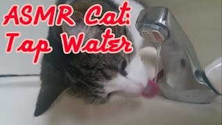 *Tiny Tingles* || ASMR Cat: Drinking Dripping Tap Water #2 [no talking] [licking]
