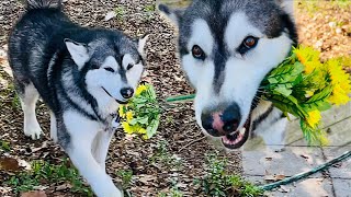 Romantic Malamute Brings Husky A Bouquet Of Flowers