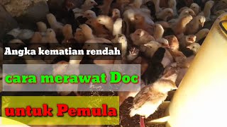 CARA MERAWAT DOC YANG BAIK UNTUK MENEKAN ANGKA KEMATIAN || Ternak Ayam Joper Pemula
