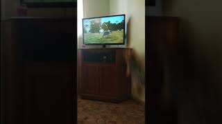 Download Lagu Los COLCHONES BEEEEDLAND 🐑 siguen dando de qué hablar MP3