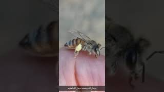 حبوب اللقاح في أرجل النحلة