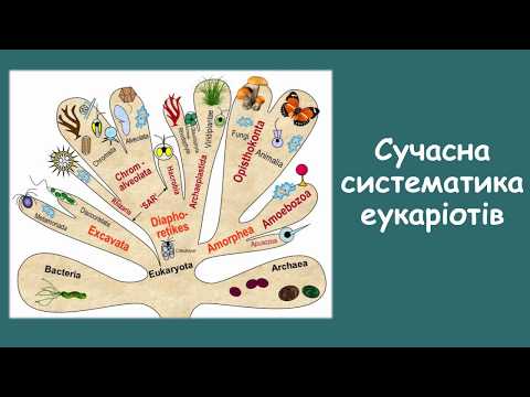 Сучасна систематика живих організмів