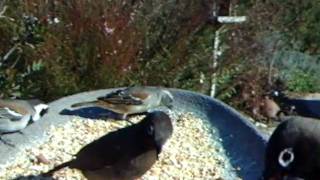 WSBC0021.AVI