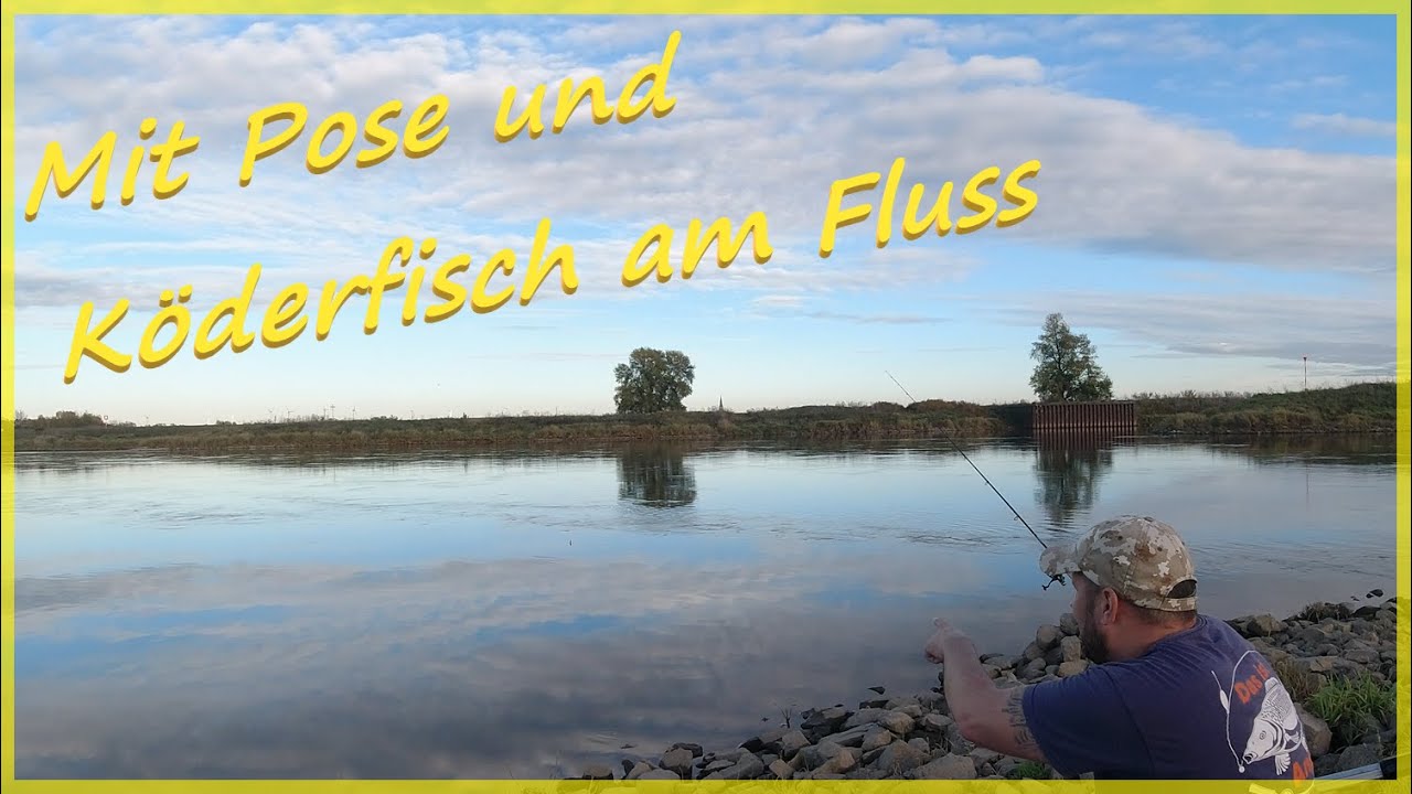 Hechtangeln mit Köderfisch und Pose am Fluss