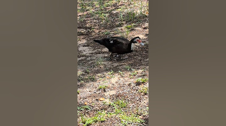 Freedom the Parrot Hears Red Shouldered Hawks, Juvenile Muscovy Duck & Mallard Ducks at Pond! Oviedo