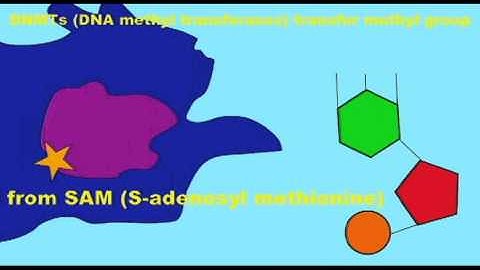 GENETICS 3: EPIGENETICS: S-ADENOSYL METHIONINE