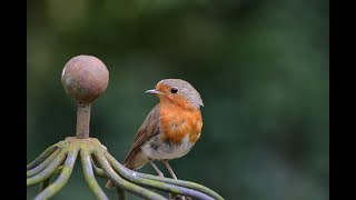 Roodborstje Tikt Tegen Het Raam