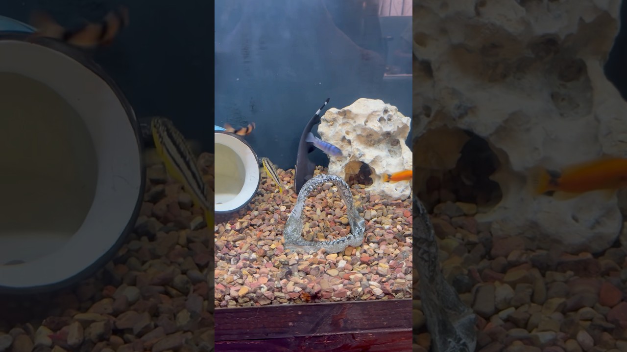 2 new editions to the chest tank! 