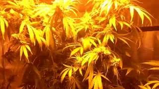 Harvesting the SFV OG