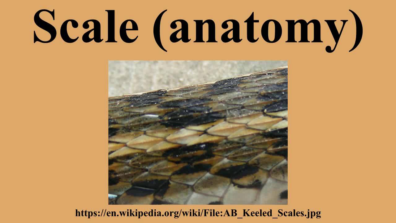 Scale (anatomy)