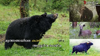 bear in Muthanaga _ Bandipur forest wayanad  kerala| Bandipur tiger reserve national park