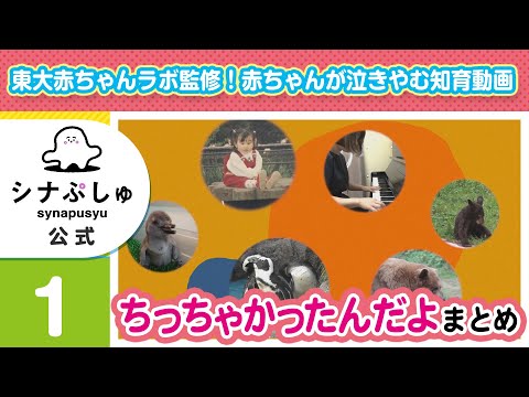 【赤ちゃんが泣きやむ】シナぷしゅ公式ちっちゃかったんだよまとめ1【東大赤ちゃんラボ監修！知育】