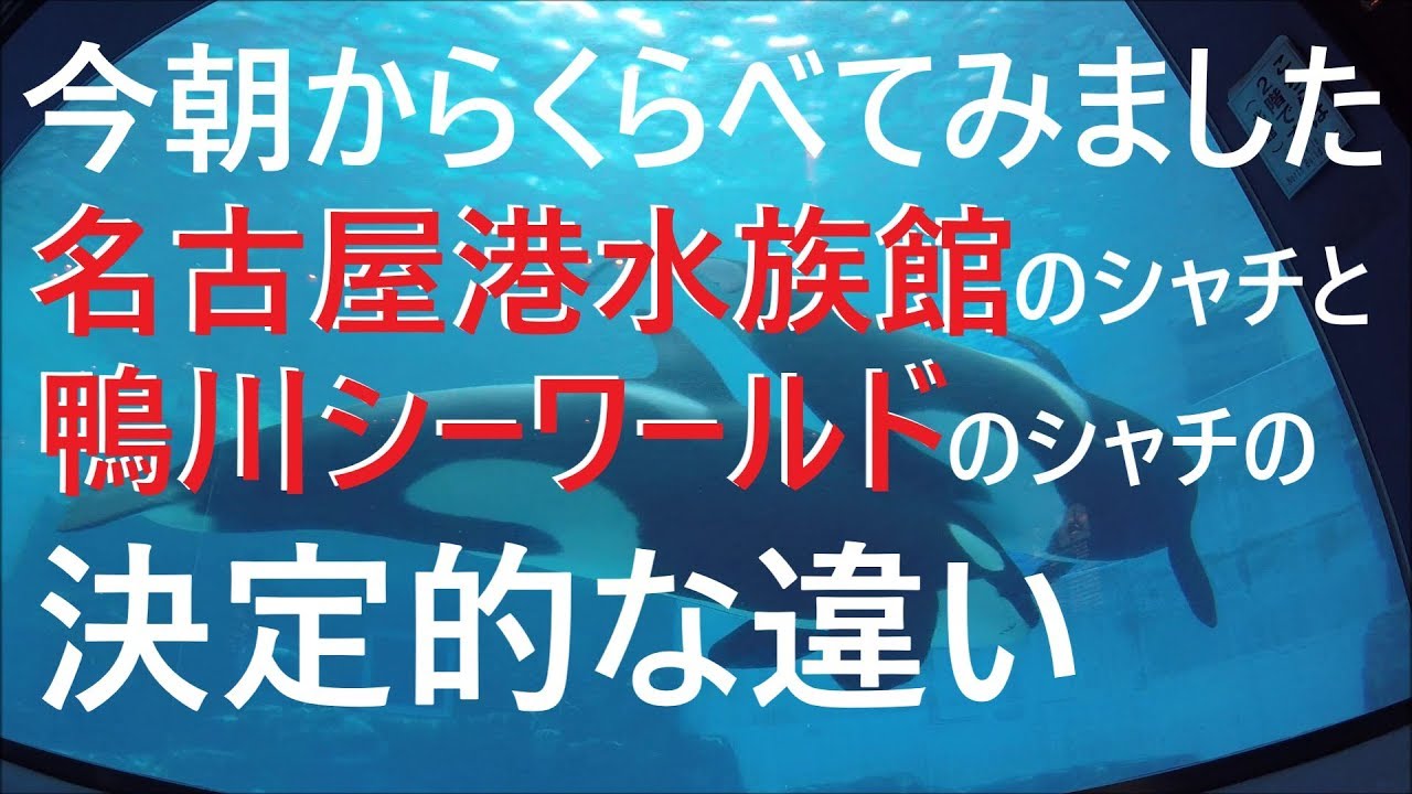 鴨川シーワールド2019番外編 シャチパフォーマンス 412 名古屋港水族館のシャチと鴨川シーワールドのシャチを見比べた結果 Killer Whale Show Youtube 鴨川シーワールド2019番外編 シャチパフォーマンス 412 名古屋港水族館のシャチと鴨川シーワールドのシャチを見比べた結果 Killer Whale Show Youtube