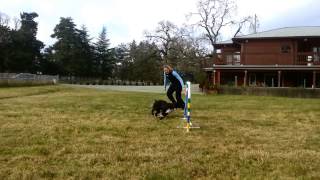 Porter 5 months old Agility Foundation One Jump exercises adding movement