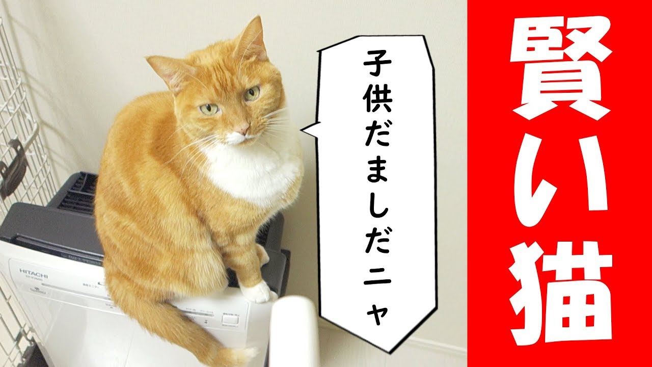 仕組みの分かるおもちゃはつまらない おもちゃで遊ばない賢い猫 Festaオフィシャルブログ 猫のいる生活 Powered By Ameba