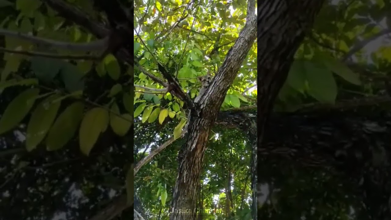 Cat Climbing Tree 