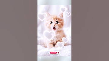 Adorable💞cat singing apt apt Song lyrics #cat #apt #apt #catsinging #viralshorts