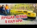 ЛУЧШАЯ ФЕРМА В КАЛГАРИ | РАЗВЛЕЧЕНИЯ ДЛЯ ДЕТЕЙ В КАНАДЕ / Иммиграция в Канаду 2019