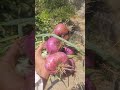Harvest Fresh Big🧅Onions.#villagelife #vegetables #onions #onions #shorts #organicfarming #4k