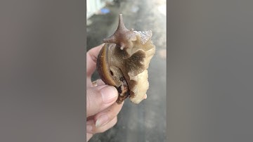 cứu con ốc quái vật #shorts