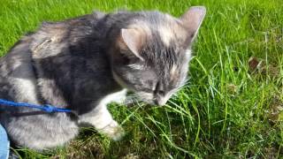 Cat Enjoy Her Time In The Grass