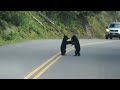 Bear Cubs Play in the Road - Too Cute