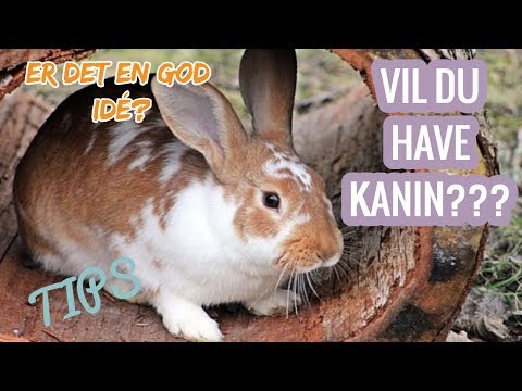 Video: Hvad Skal Være Bure Til Dekorative Kaniner