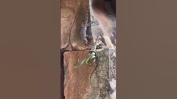 Tắc kè tấn công rắn giải cứu đồng loại                #youtube #youtubeshorts #ytshorts #taphoa1985