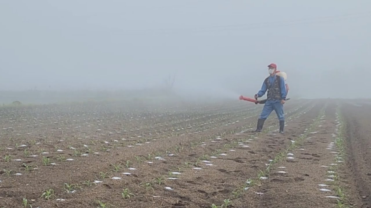 찰옥수수 밭 선택성 제초제 살포 (2025년 5월 6일)