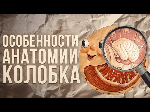 Видео: Как функционират ерекциите