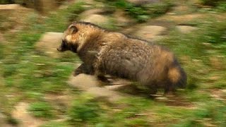 走るタヌキJapanese Raccoon Dog RUN