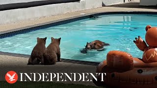 Mother bear shows cubs how to swim in California pool as residents watch on
