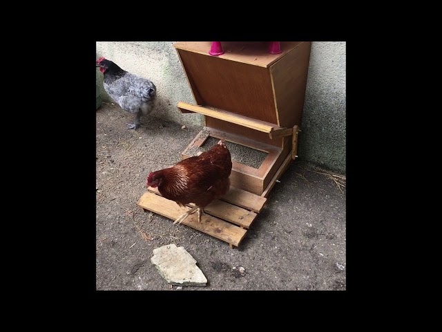 🐓 Mangeoire pour Poules Automatique, Anti nuisible et Anti gaspi ! 