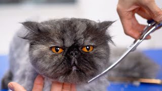 A lovely black Persian cat with orange eyes.✂❤