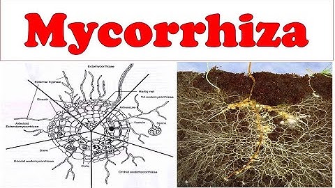 Model answer for upsc mains: Botany IAS Paper: Botany UPSC optional: neet botany: Botany in hindi